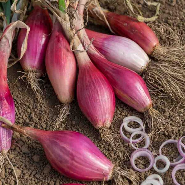 Potagères - Oignon Rossa di Firenze (Rouge Long de Florence race Simiane) - Légumes d'Autrefois - face recto